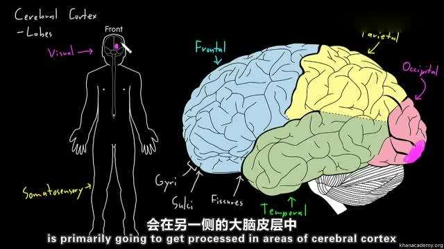 大脑皮层大脑皮层是指什么