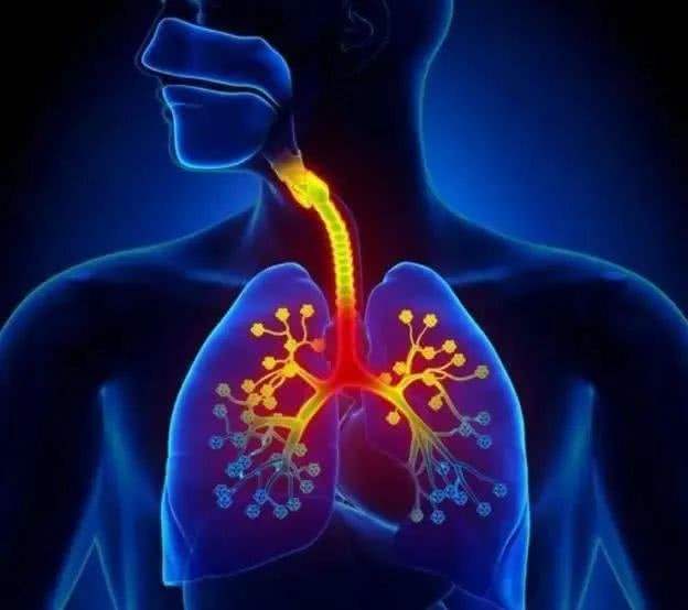 肺在哪个位置人体器官肺在哪个部位