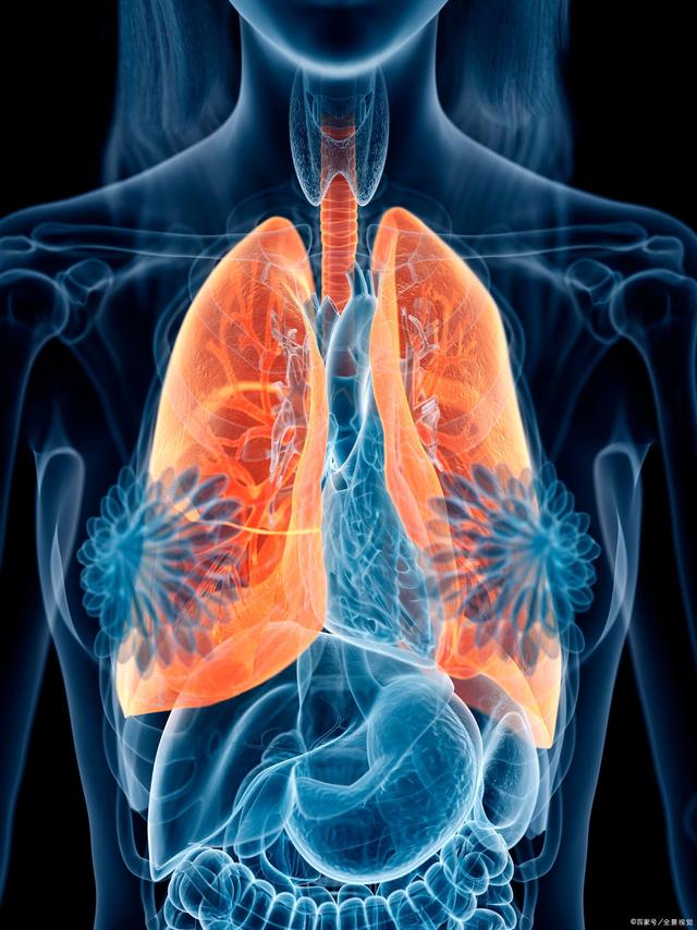 肺在哪个位置人体器官肺在哪个部位