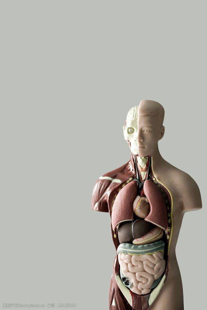 人体结构示意图器官常见八种阴型照片外貌图