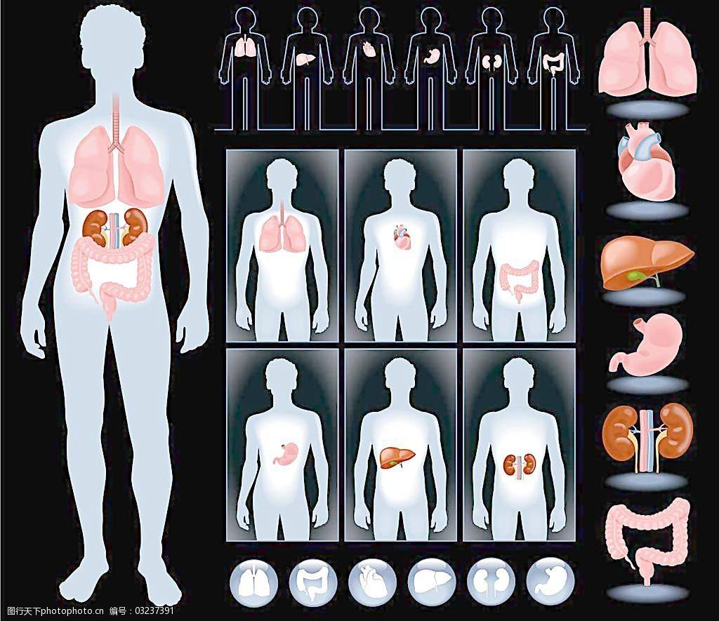 人体内脏图女性人体内脏分布