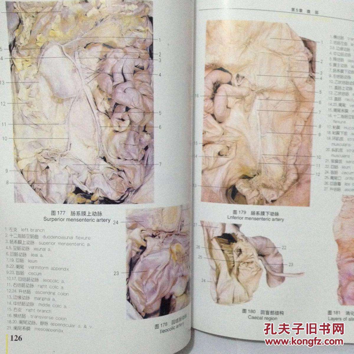 人体解剖图谱人器官位置高清图