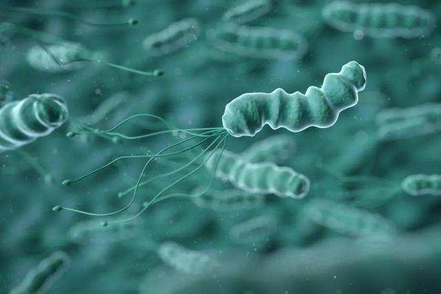 幽门螺旋杆菌会引起什么症状的简单介绍