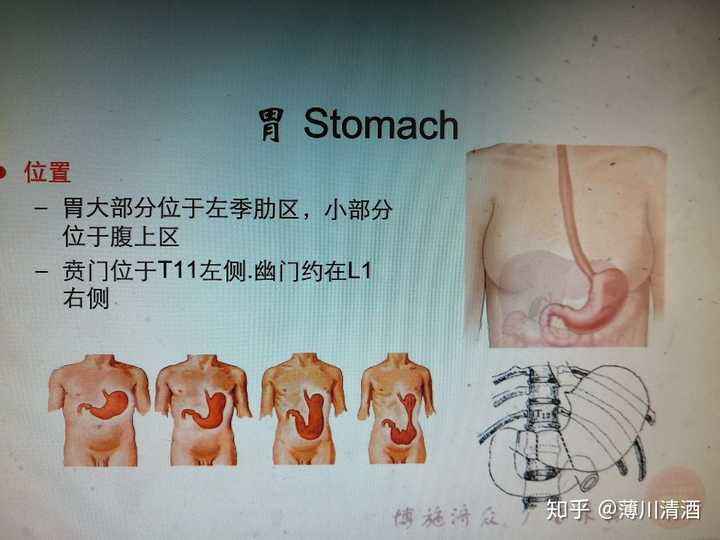 胃疼和肝疼对照图片胃在身体哪个位置