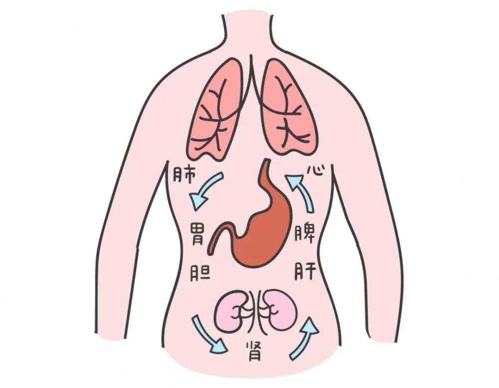 胃疼和肝疼对照图片胃在身体哪个位置