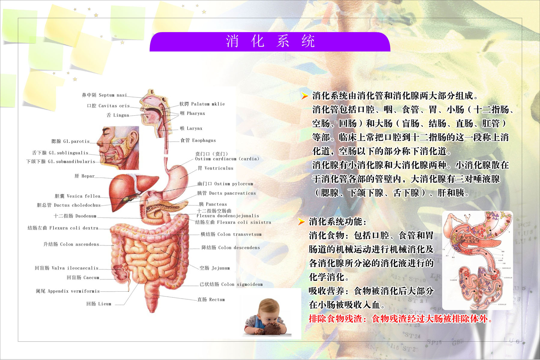 消化系统解剖图,人体消化系统解剖图