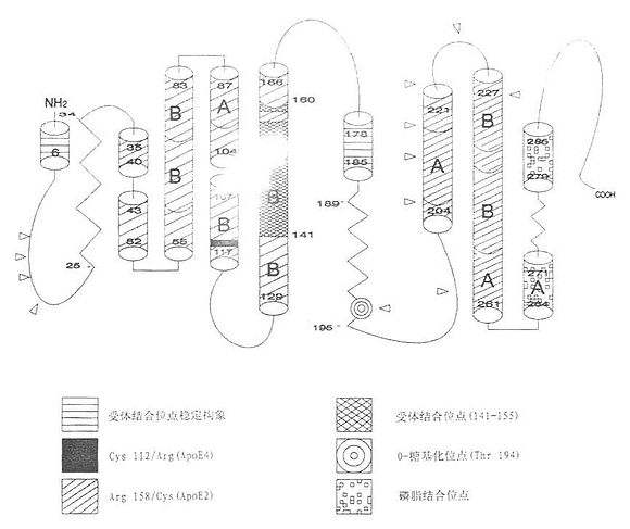 载脂蛋白,载脂蛋白a偏高