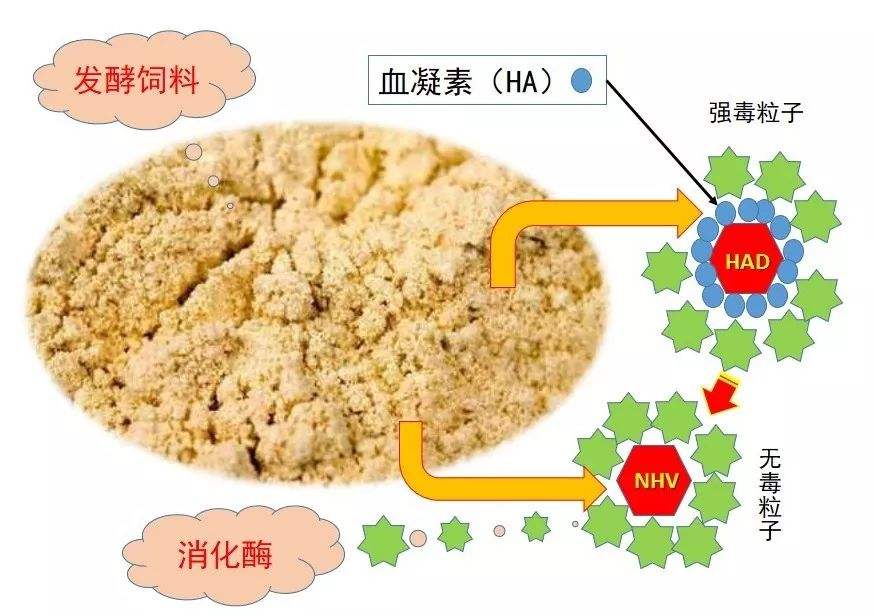 消化酶,消化酶不足的10个表现