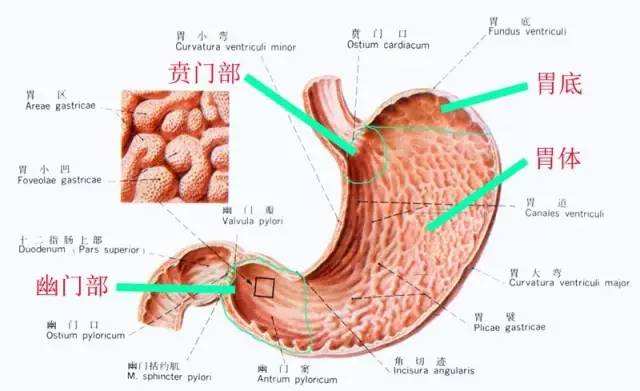 人体胃和肚子位置图,胃在人体的位置