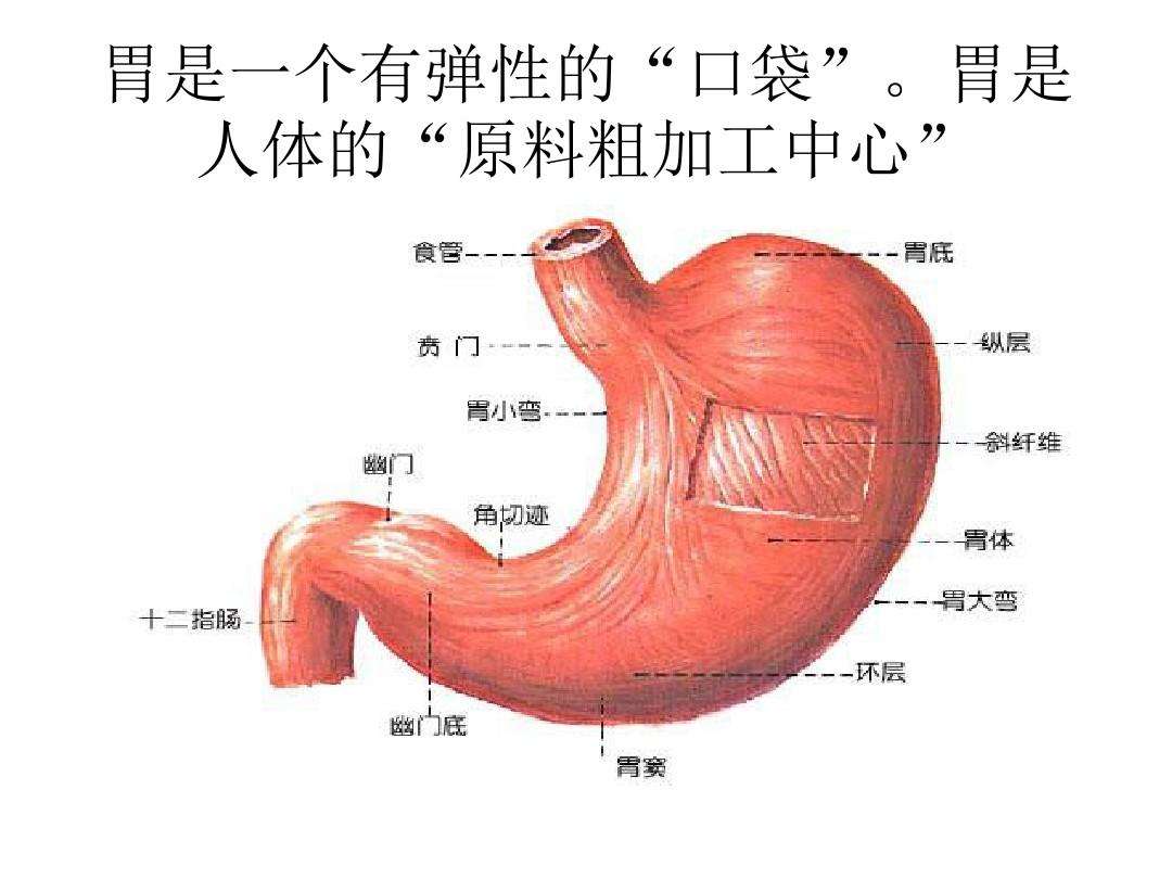 人体胃和肚子位置图,胃在人体的位置