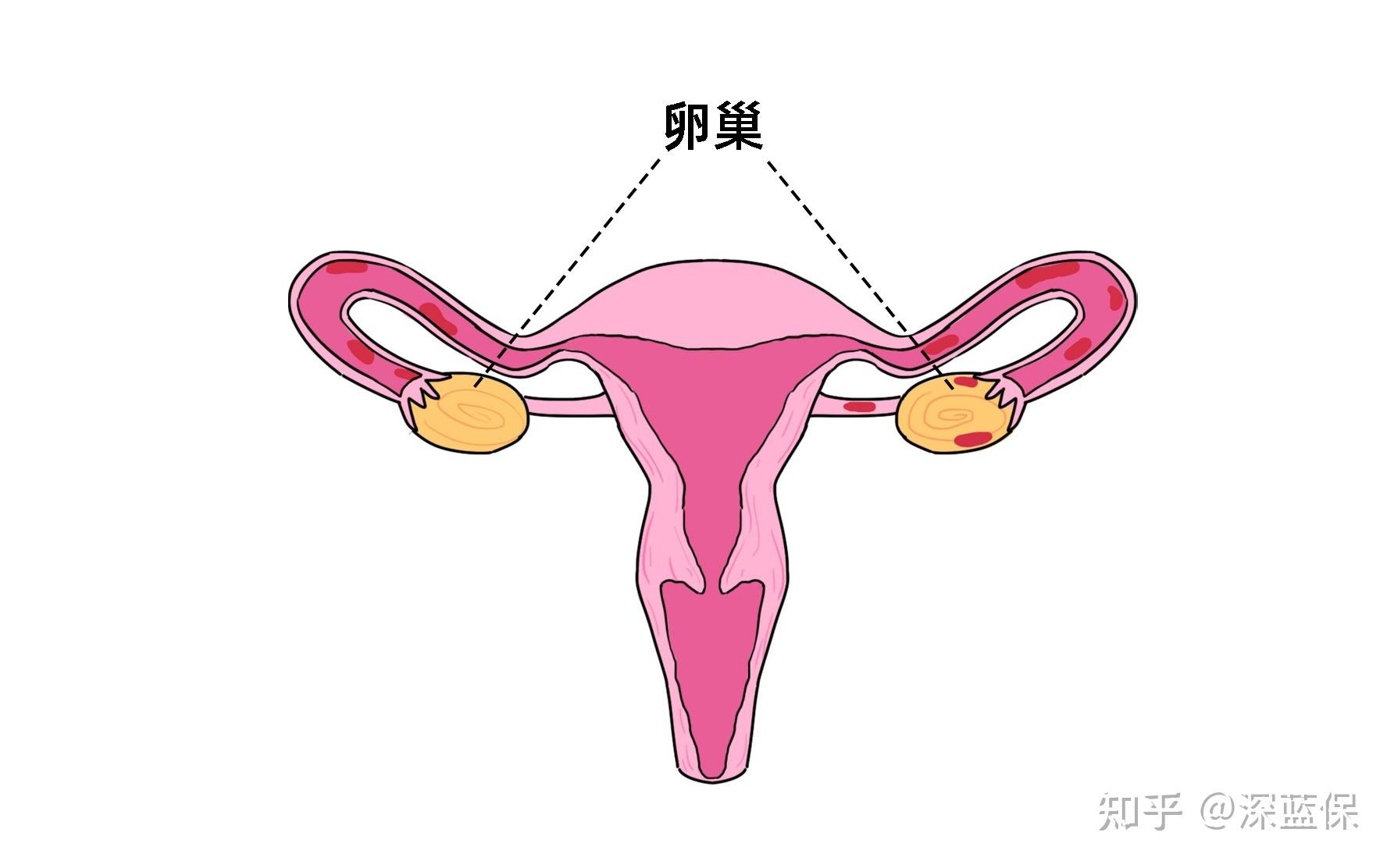 卵巢卵巢早衰最佳恢复方法