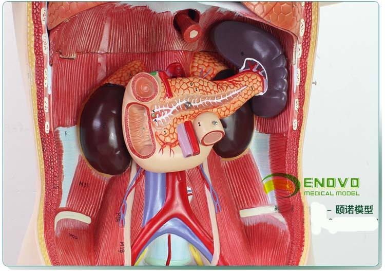 人体器官结构图五脏六腑肾的位置肚子的左侧底部不舒服,人体器官结构图五脏六腑肾的位置