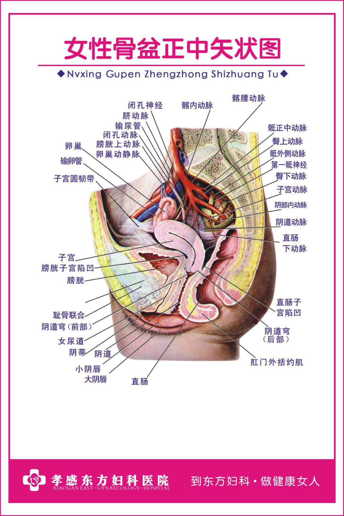 人体器官图左侧肋骨下方人体器官图