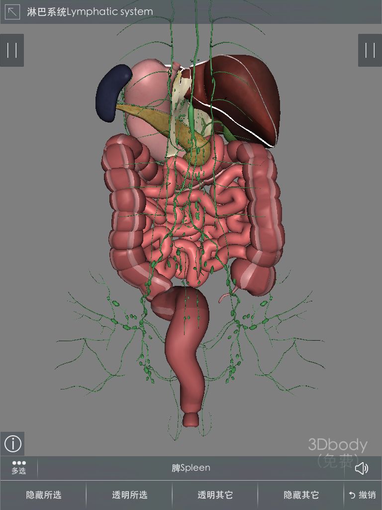 左下腹是什么器官肋骨左下腹是什么器官