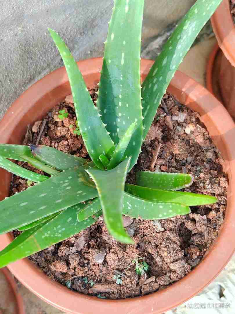 芦荟减肥芦荟减肥的使用方法